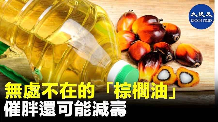 無處不在的「棕櫚油」 催胖還可能減壽