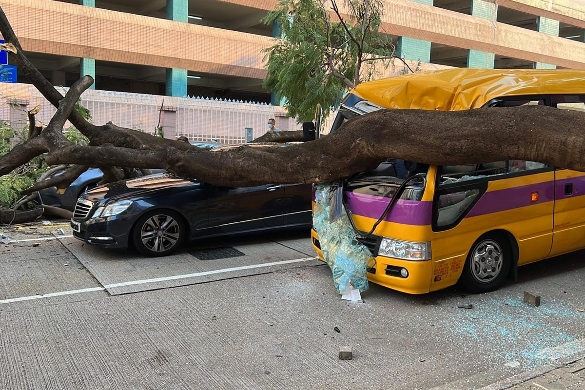 何文田巴富街一棵鳳凰木倒塌砸毀4輛車。（Facebook群組「車cam L（香港群組）」圖片）