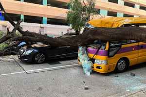 何文田鳳凰木倒塌 當局研改善樹木風險評估和檢測