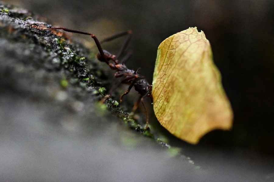 全球至少有2萬兆隻螞蟻 維護區域生態系統