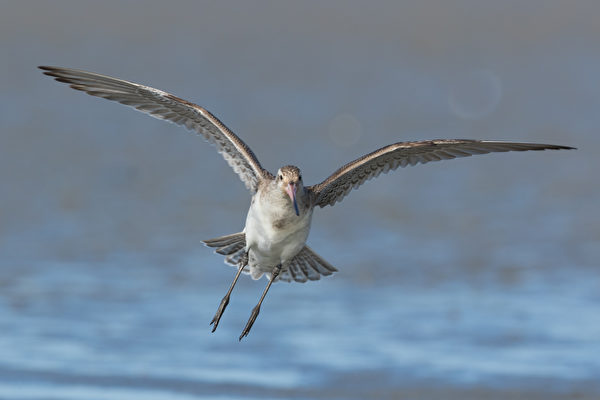 一次性飛越太平洋 小鳥的能力和毅力令人嘆服