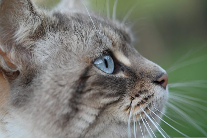 圖為一隻小貓，與本文無關。（Pixabay）