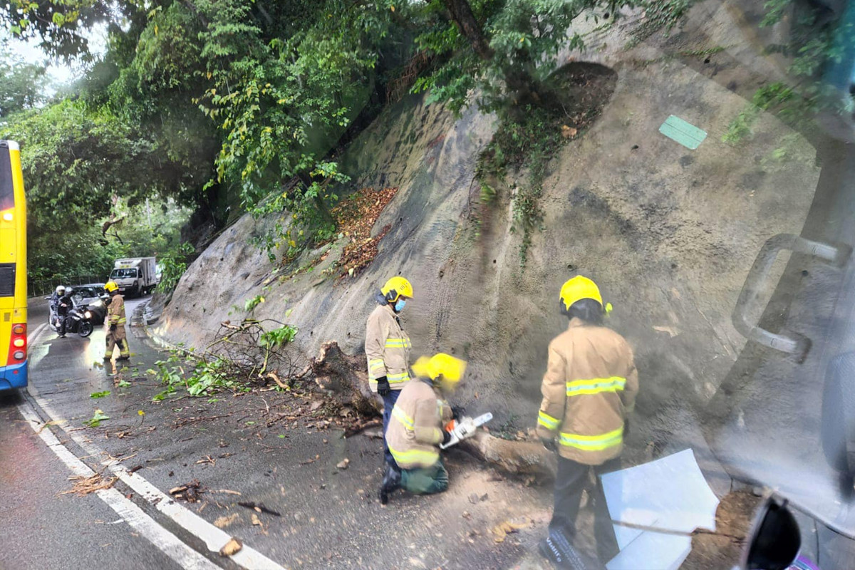 消防到處處理塌樹。（香港突發事故爆料區Facebook圖片）