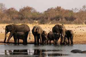 無錢還債 津巴布韋送中共35頭小象抵債