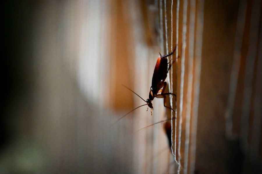 英國研發新型AI激光器 目標針對家庭頭號害蟲蟑螂