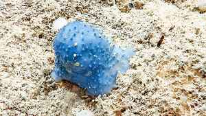 深海之謎 大西洋發現神秘「藍色黏液」生物