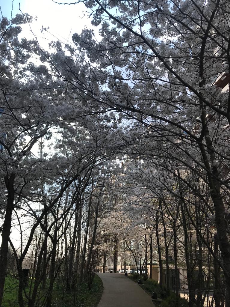 春日櫻花。（受訪者提供）