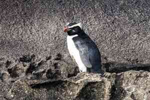 豎冠企鵝之謎:會生一枚永遠不去孵化的蛋