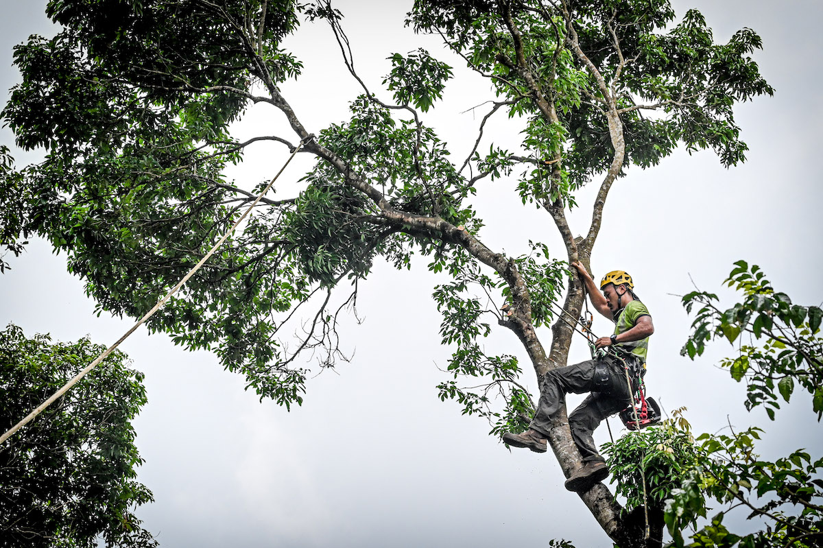 大嶼山水口村第十代原居民捐出的荔枝樹，雖然天氣忽晴忽雨，收樹小隊成員依然繫上安全帶，爬上高高的樹椏鋸樹，回收木材。（主辦機構提供）