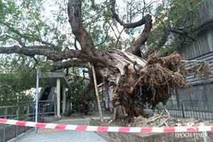 尼格襲港｜古榕樹倒塌壓毀電燈柱 多條巴士線需改道