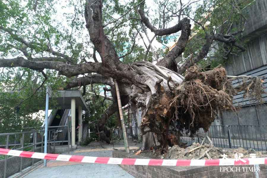 尼格襲港｜古榕樹倒塌壓毀電燈柱 多條巴士線需改道