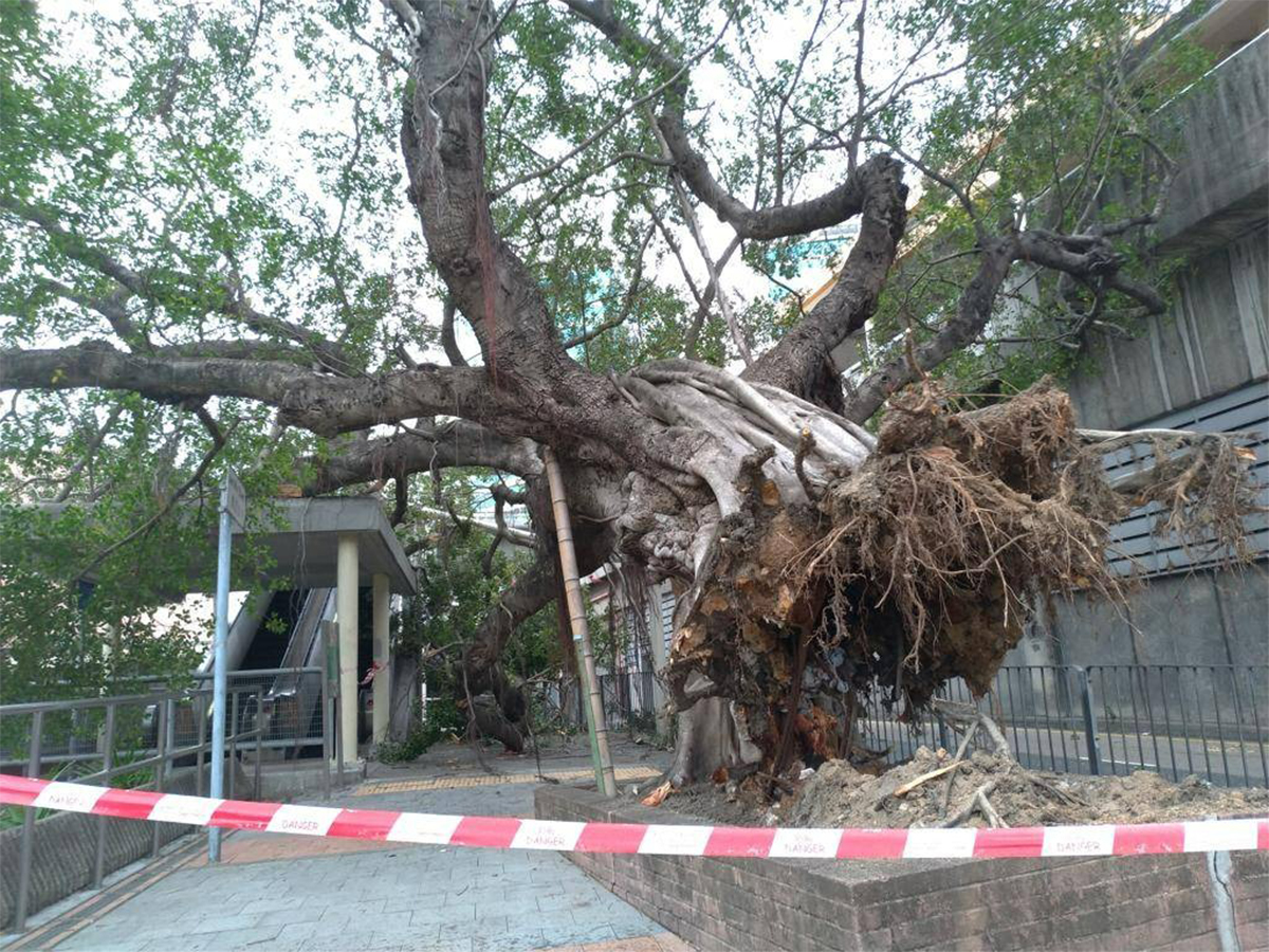 旺角聯運街一棵古榕樹昨日抵受不了強風，遭連根拔起，並壓斷旁邊一支電燈柱。（劉港業／大紀元）
