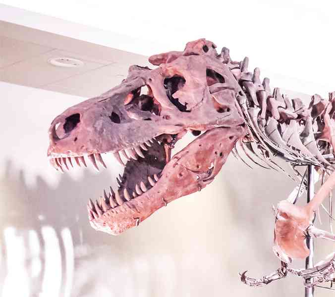 霸王龍頜骨化石上有神秘圓孔