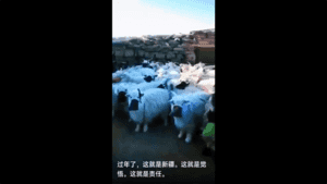 新疆牧區萬頭牛馬集中隔離 羊群戴口罩