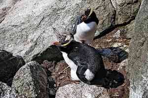 豎冠企鵝之謎：會生一枚永遠不去孵化的蛋