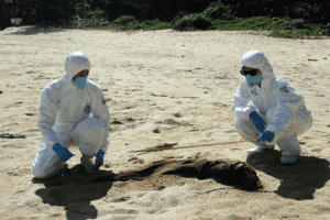 大嶼山大浪灣營地沙灘發現1.34米江豚骸骨