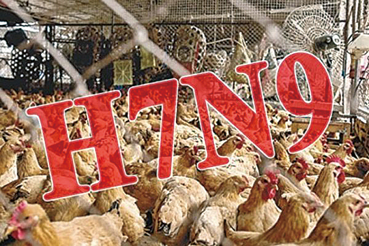 大陸出現多起H7N9禽流感確認病例。專家提醒公眾別與活禽接觸。（網絡圖片）