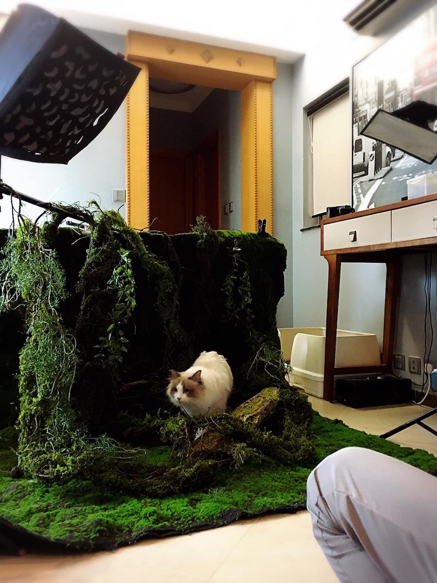 「屋企變影樓」日本屋久島主題系列，運用彷真度很高的樹皮、樹籐、樹枝和菁苔等等，模仿出日本的屋久島。（受訪者提供）