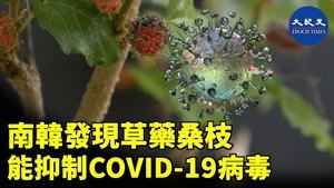 南韓發現草藥桑枝能抑制COVID-19病毒