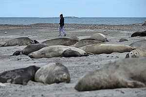 俄羅斯裏海沿岸約2500頭海豹暴斃 死因不明