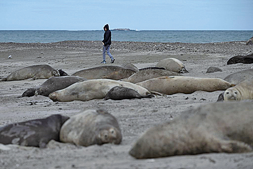 俄羅斯裏海沿岸約2500頭海豹暴斃 死因不明