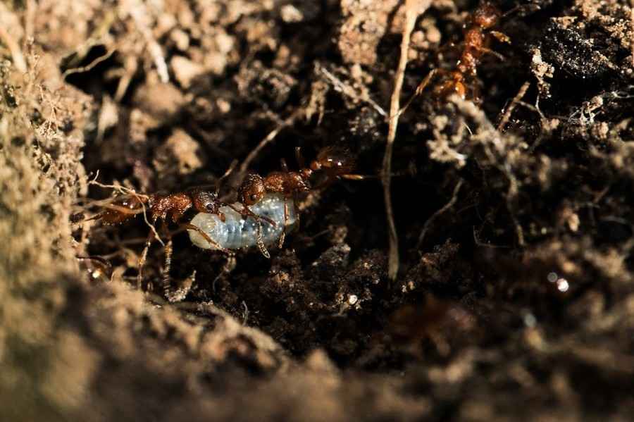 新發現：螞蟻蛹會分泌「乳汁」餵養蟻群