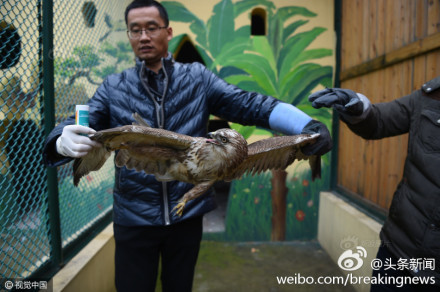 陰霾太重難覓食 河南猛禽餓暈田間