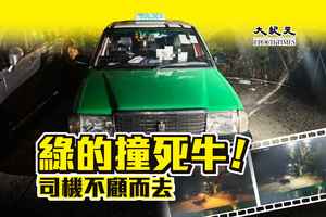 綠的撞死過路牛 司機涉危駕四罪被捕 (多圖)  