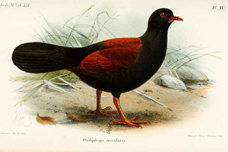 消失140年 極瀕危物種「黑枕雉鴿」驚喜現蹤