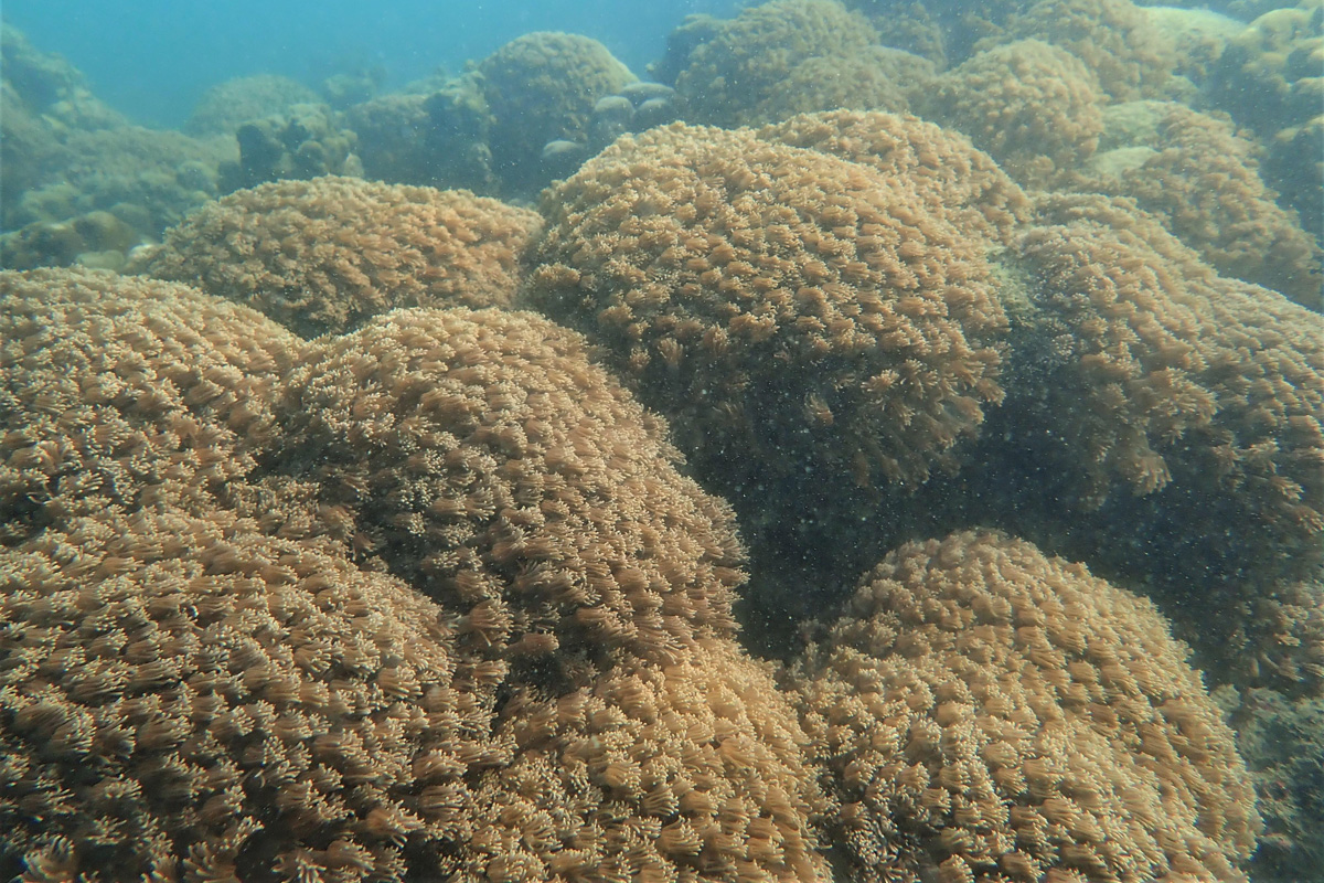 珊瑚群落是生產力很高的生態系統，很多海洋動植物賴以為生。圖為橋咀洲東的角孔珊瑚。（政府新聞處）