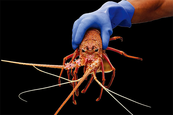 聖誕大餐 每小時蒸兩噸龍蝦  120萬隻Lobsters將被送上澳洲餐枱