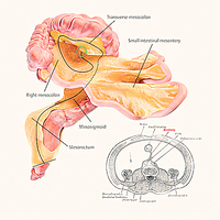人體「隱藏」新器官新發現改寫解剖學