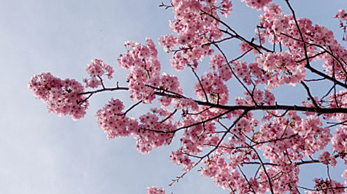 日本伊勢志摩國立公園內盛開的櫻花（ 攝 影：貫明）