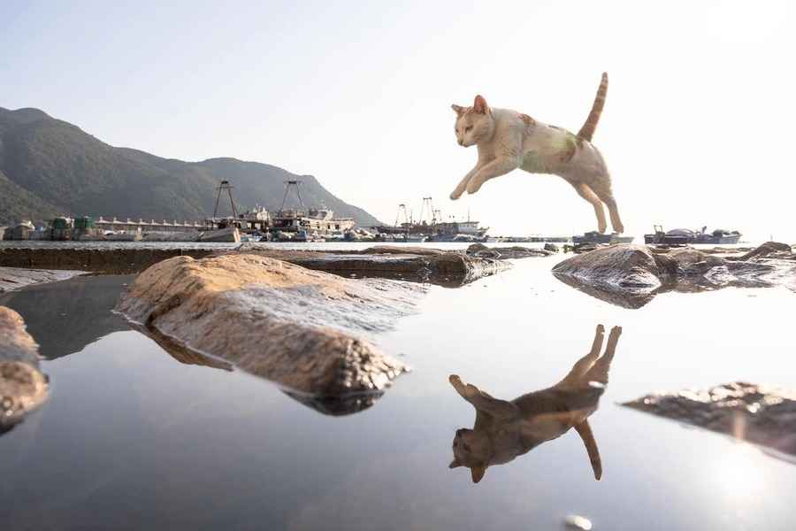 【紀載香港】大澳「浪浪」有個家 貓義工出版相集展現社區溫情一面