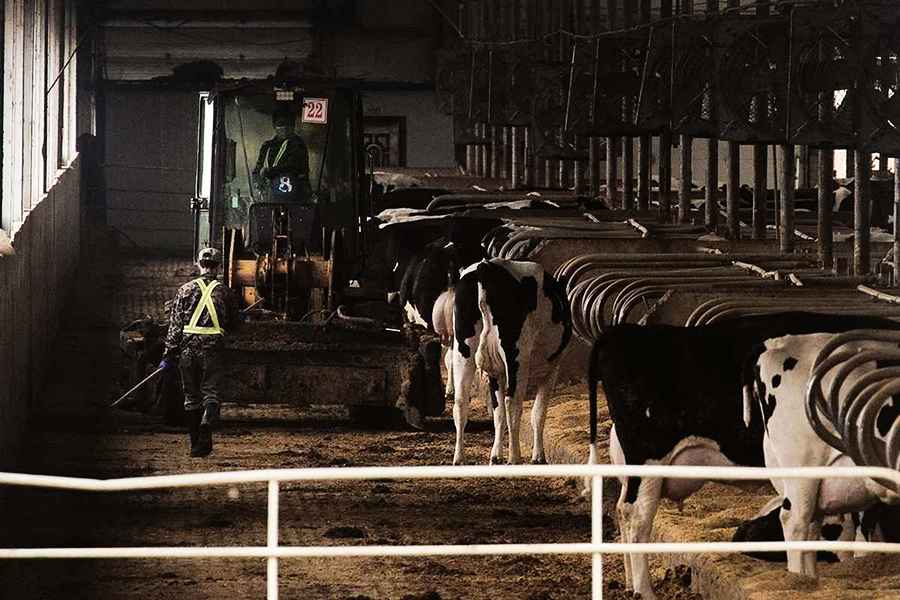 中國多地現「倒奶殺牛」 奶農：高成本、弱需求 牧場月虧幾十萬