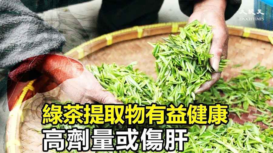 綠茶提取物有益健康 高劑量或傷肝