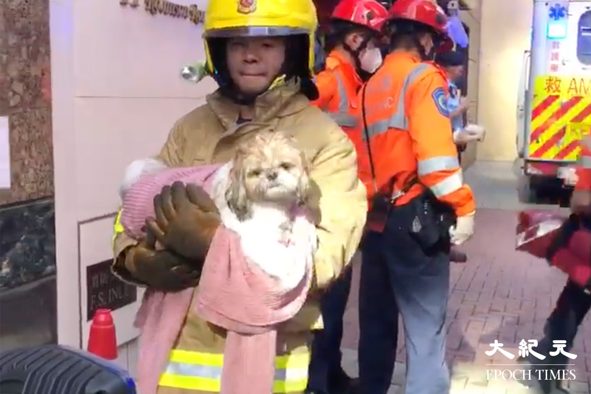 消防在肇事大廈救出一隻狗。（佘實菁／大紀元）