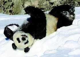 芬蘭動物園準備將兩隻大熊貓送回中國