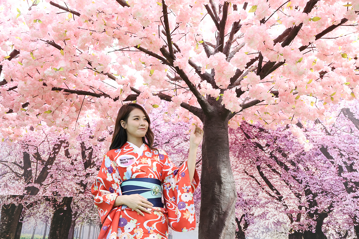 新城市廣場浪漫打卡位——京都浪漫櫻花林。（公關提供）