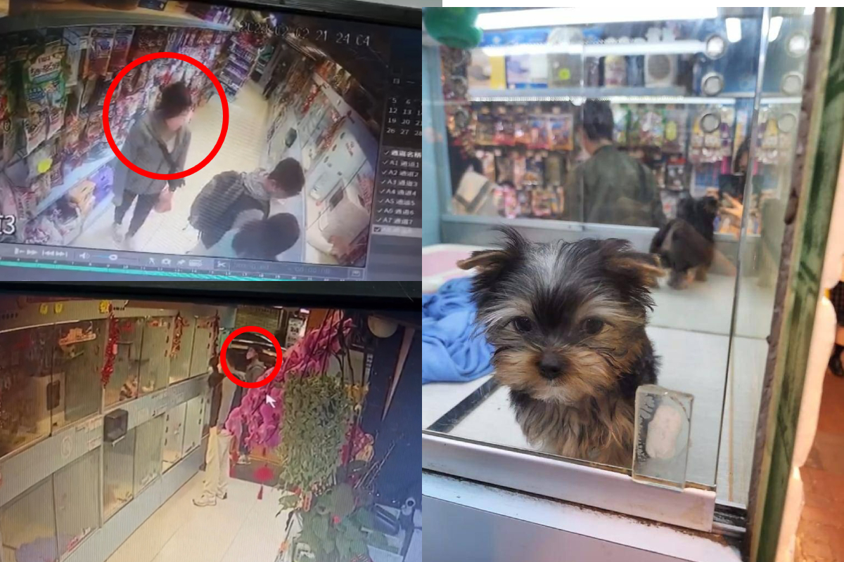旺角寵物店一隻約瑟爹利小狗被女賊偷走(紅圈示)。（大紀元製圖)