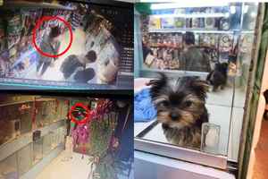 中國籍女賊偷旺角寵物店約瑟爹利小狗 負責人：抱歉不能跟你說聲再見