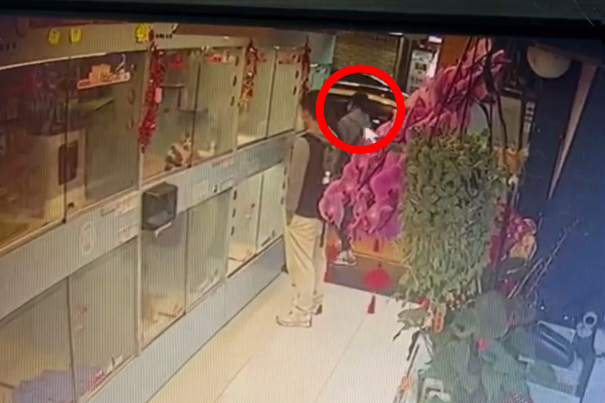該名偷狗女子(紅圈示)以一對情侶作掩護，偷走在下層的約瑟爹利。（寵物店提供CCTV截圖)