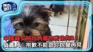 【動紀元】中國籍女賊旺角寵物店偷狗B！ 負責人：抱歉不能跟你說聲再見
