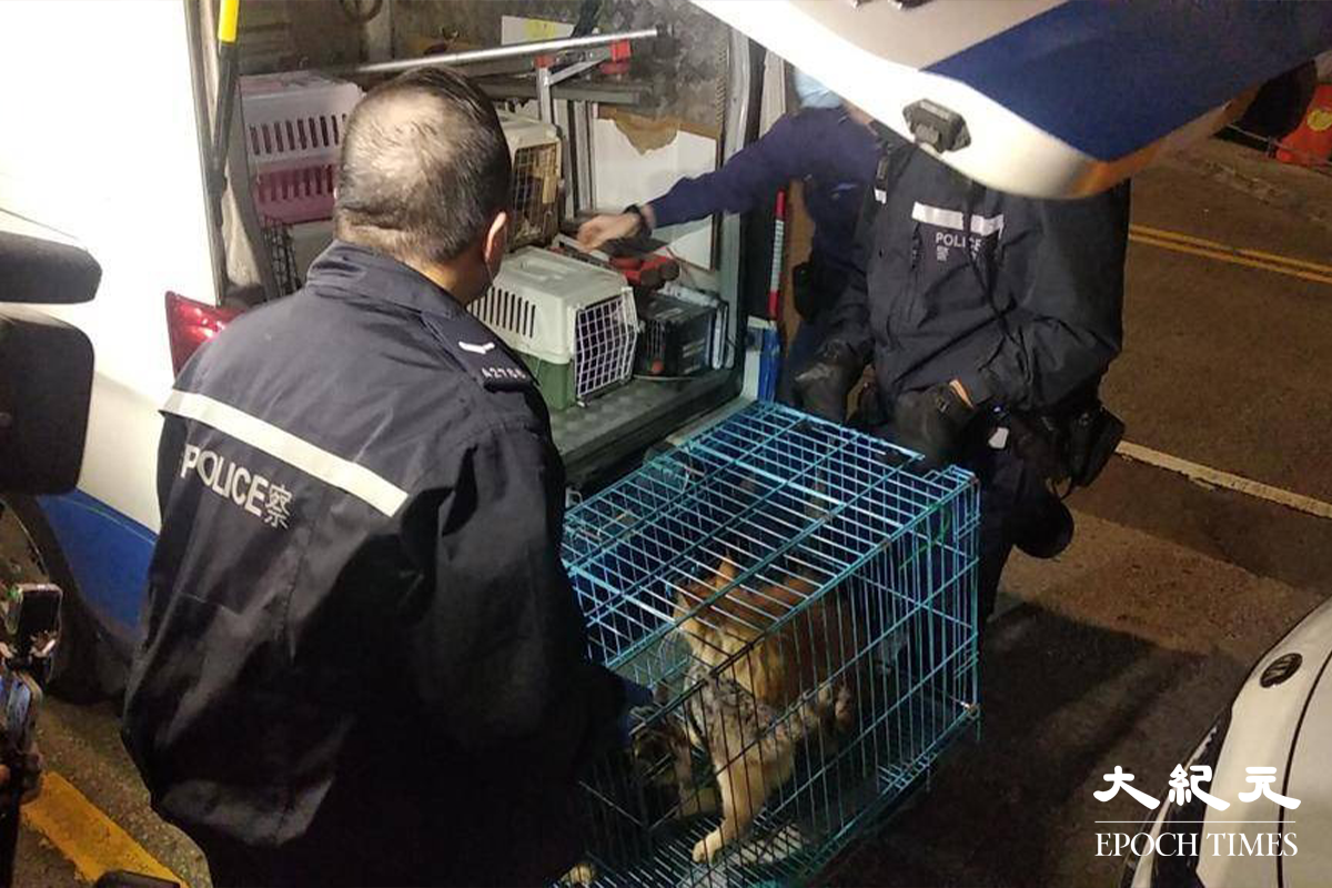 被救出的三隻貓骨瘦嶙峋，由愛護動物協會人員帶走。（劉港業／大紀元）