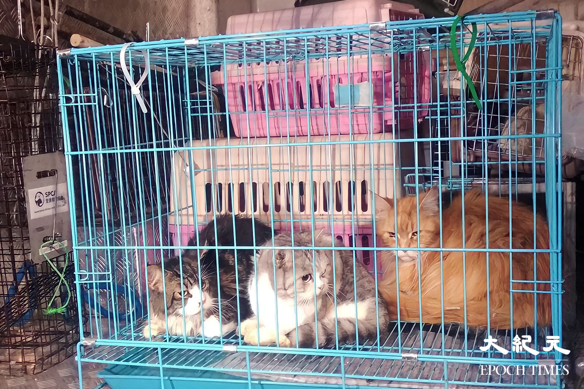 被救出的三隻貓。（劉港業／大紀元）