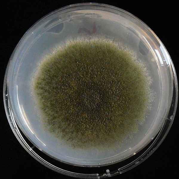 新研究：利用真菌將廢塑膠分解成製藥原料