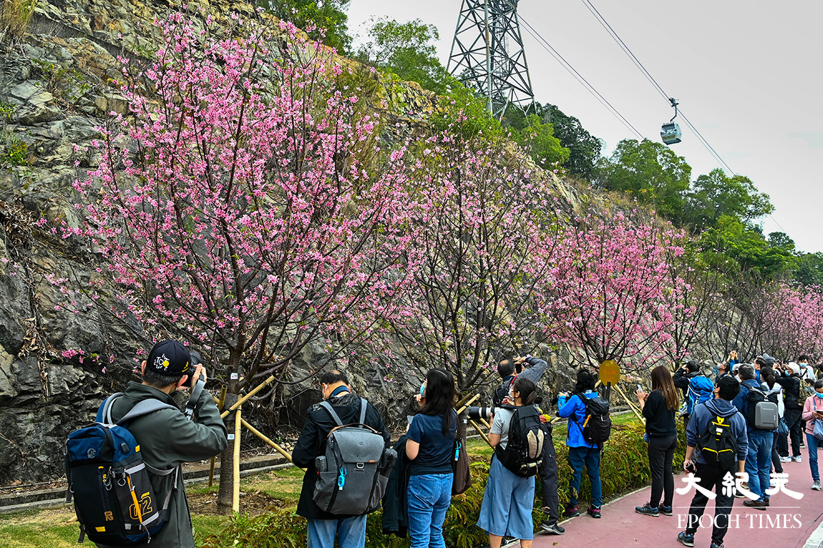 東涌觀景山腳一帶種植的櫻花樹盛放，吸引不少市民前來打卡。（宋碧龍／大紀元）