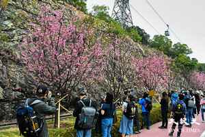 東涌櫻花盛放成花海 觀景山腳市民打卡賞櫻（多圖）
