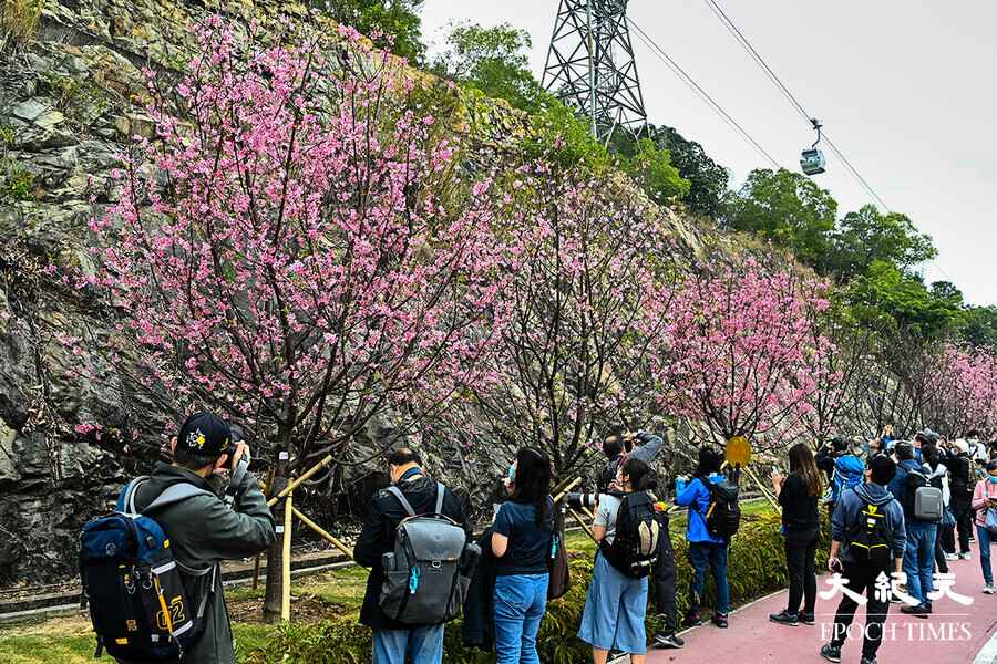 東涌櫻花盛放成花海 觀景山腳市民打卡賞櫻（多圖）
