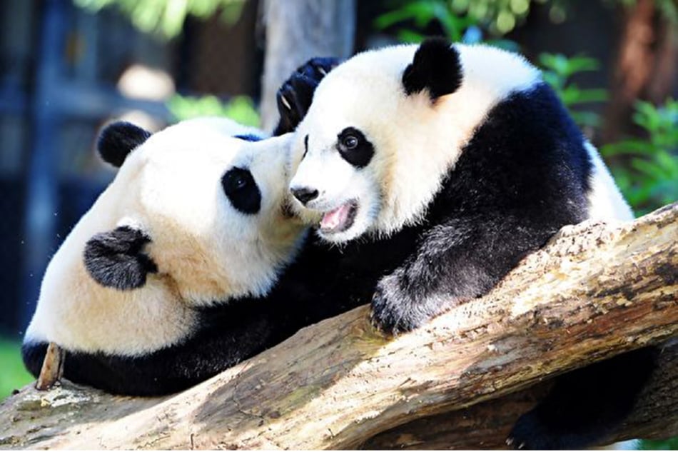 大熊貓與網課，可謂紅朝國勢衰落時的犧牲品。圖為2016年8月24日在美國首都華盛頓動物園裏的大熊貓美香和幼崽貝貝。（Karen Bleier/AFP via Getty Images）